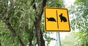 sign of rabbit and hare slow down to speed up